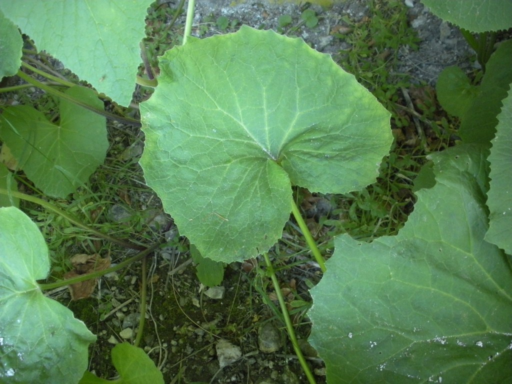 Adenostyles australis / Cavolaccio meridionale